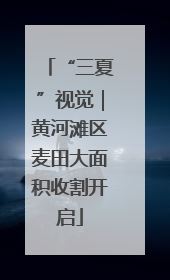 “三夏”视觉｜黄河滩区麦田大面积收割开启