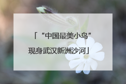 “中国最美小鸟”现身武汉新洲沙河