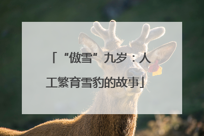“傲雪”九岁：人工繁育雪豹的故事