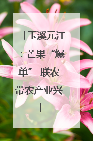 玉溪元江：芒果“爆单” 联农带农产业兴