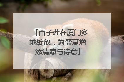 百子莲在厦门多地绽放，为盛夏增添清凉与诗意