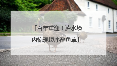 百年重逢！泸水境内惊现短序醉鱼草