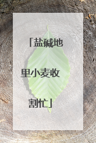 盐碱地里小麦收割忙