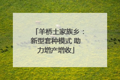 羊桥土家族乡：新型套种模式 助力增产增收