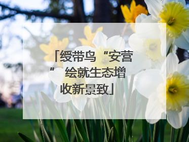 绶带鸟“安营” 绘就生态增收新景致