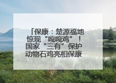 保康：楚源福地惊现“嘎嘎鸡”！国家“三有”保护动物石鸡亮相保康沿河公园