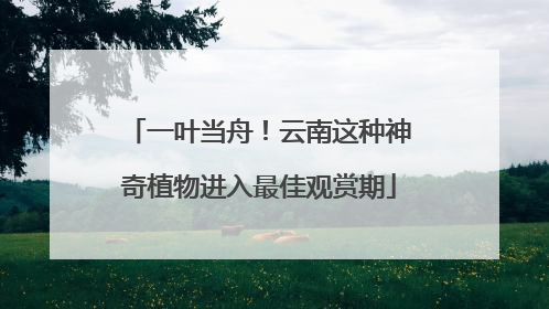 一叶当舟！云南这种神奇植物进入最佳观赏期