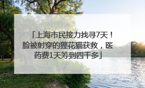 上海市民接力找寻7天！脸被射穿的狸花猫获救，医药费1天筹到四千多