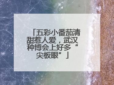 五彩小番茄清甜惹人爱，武汉种博会上好多“尖板眼”