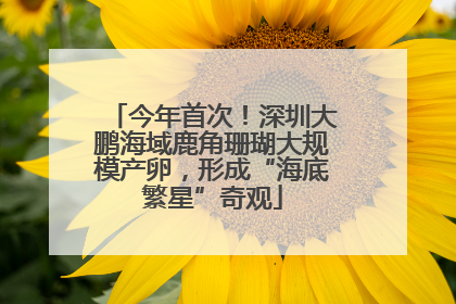 今年首次！深圳大鹏海域鹿角珊瑚大规模产卵，形成“海底繁星”奇观