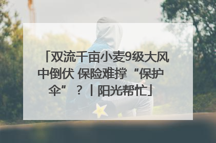 双流千亩小麦9级大风中倒伏 保险难撑“保护伞”？丨阳光帮忙