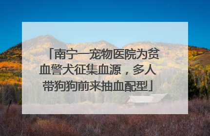南宁一宠物医院为贫血警犬征集血源，多人带狗狗前来抽血配型