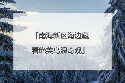 南海新区海边藏着绝美鸟浪奇观