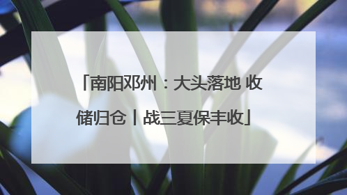 南阳邓州：大头落地 收储归仓丨战三夏保丰收