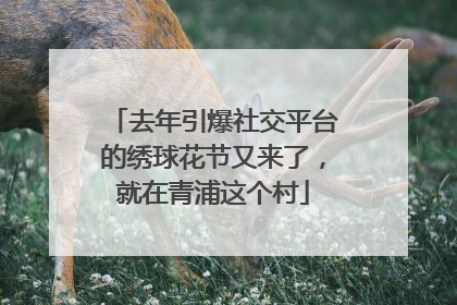 去年引爆社交平台的绣球花节又来了，就在青浦这个村