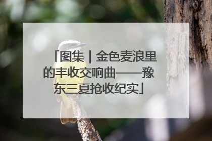 图集｜金色麦浪里的丰收交响曲——豫东三夏抢收纪实