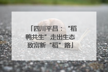 四川平昌：“稻鸭共生”走出生态致富新“稻”路