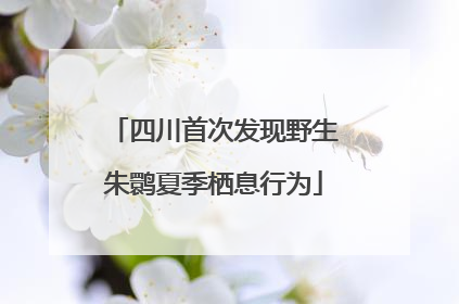 四川首次发现野生朱鹮夏季栖息行为