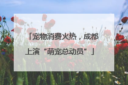 宠物消费火热，成都上演“萌宠总动员”