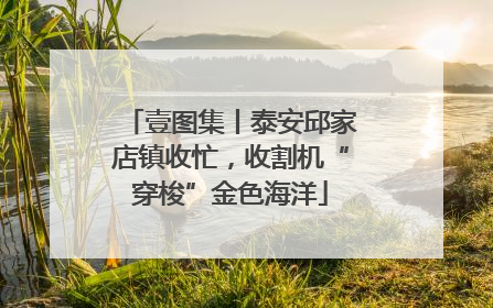 壹图集丨泰安邱家店镇收忙，收割机“穿梭”金色海洋