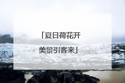 夏日荷花开 美景引客来