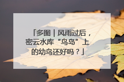 多图｜风雨过后，密云水库“鸟岛”上的幼鸟还好吗？