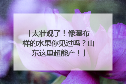 太壮观了！像瀑布一样的水果你见过吗？山东这里超能产！