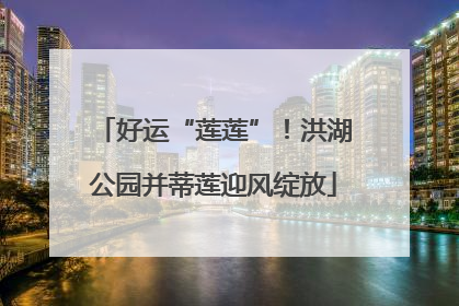 好运“莲莲”！洪湖公园并蒂莲迎风绽放