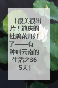 很美很出片！迪庆的杜鹃花开好了——有一种叫云南的生活之365天