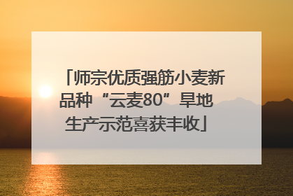 师宗优质强筋小麦新品种“云麦80”旱地生产示范喜获丰收