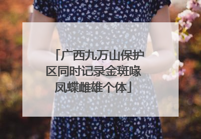 广西九万山保护区同时记录金斑喙凤蝶雌雄个体