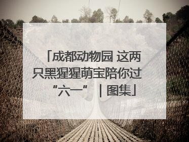 成都动物园 这两只黑猩猩萌宝陪你过“六一”｜图集