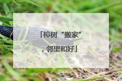 樟树“搬家”，邻里和好