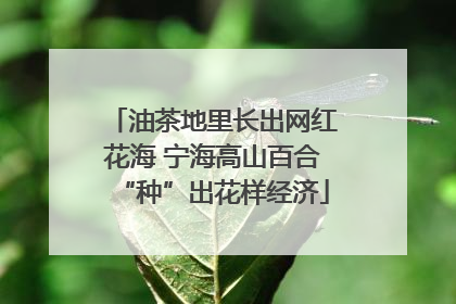 油茶地里长出网红花海 宁海高山百合“种”出花样经济