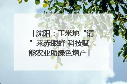 沈阳：玉米地“请”来赤眼蜂 科技赋能农业助绿色增产