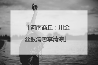 河南商丘：川金丝猴消暑享清凉