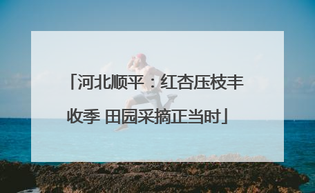 河北顺平：红杏压枝丰收季 田园采摘正当时