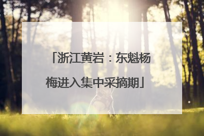 浙江黄岩：东魁杨梅进入集中采摘期