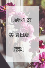 湿地生态美 夏日麋鹿欢