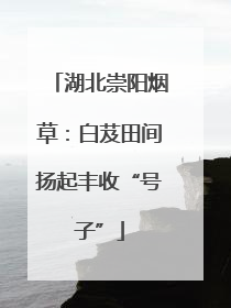 湖北崇阳烟草：白芨田间扬起丰收“号子”