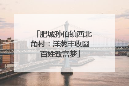 肥城孙伯镇西北角村：洋葱丰收圆百姓致富梦