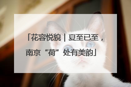 花容悦貌｜夏至已至，南京“荷”处有美韵