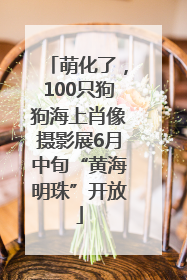 萌化了，100只狗狗海上肖像摄影展6月中旬“黄海明珠”开放