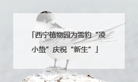 西宁植物园为雪豹“凌小蛰”庆祝“新生”