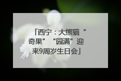 西宁：大熊猫“奇果”“园满”迎来9周岁生日会