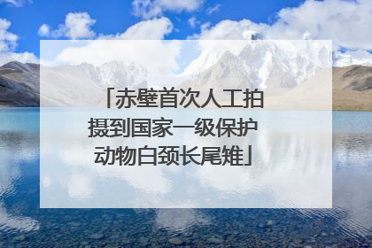 赤壁首次人工拍摄到国家一级保护动物白颈长尾雉