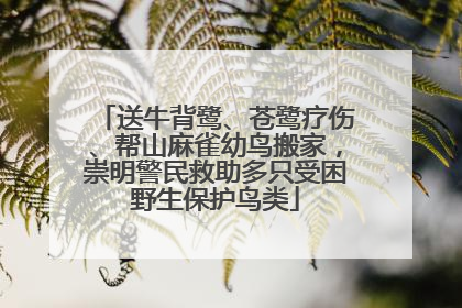 送牛背鹭、苍鹭疗伤、帮山麻雀幼鸟搬家，崇明警民救助多只受困野生保护鸟类