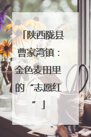 陕西陇县曹家湾镇：金色麦田里的“志愿红”