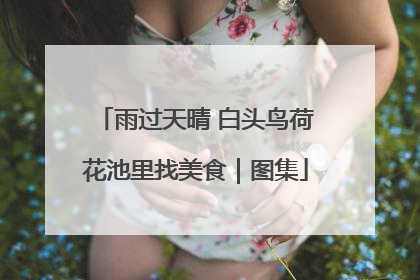 雨过天晴 白头鸟荷花池里找美食｜图集