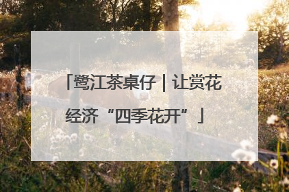 鹭江茶桌仔｜让赏花经济“四季花开”